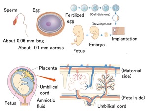 L451-pic1-en.jpg