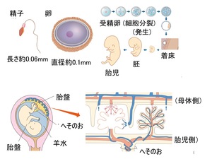 L451-pic1-jp.jpg