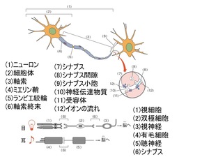 L454-pic2-jp.jpg