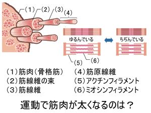 L455-pic2-jp.jpg